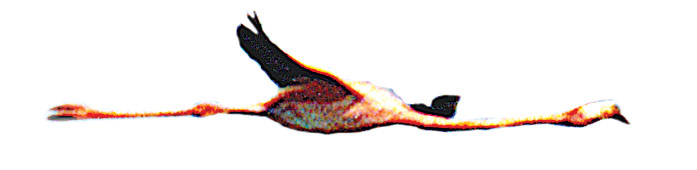 american_windsurfer_4.3_betwitched_in_Bonaire_Flamingo