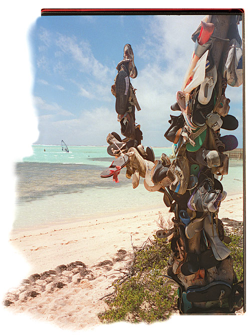 american_windsurfer_4.3_betwitched_in_Bonaire_SHOE-TREE