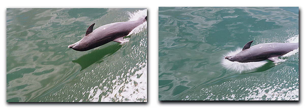 american_windsurfer_4.4_hoyle_schweitzer_Dolphin