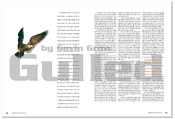 american_windsurfer_6.3_gulled_spread1-s